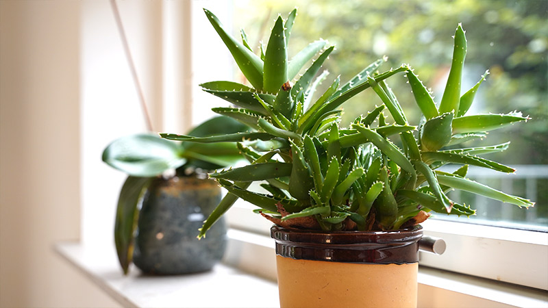 Ny prisuddeling hylder aktører i anbringelsesfeltet